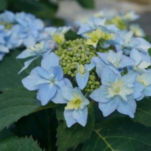 Гортензия крупнолистная Флэр энд Флейворс Блю Спринклс серрата (Flair & Flavours® Blue Sprinkles serrata)