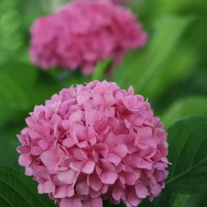 Гортензия крупнолистная Флэр энд Флейворс Строберри н Крим (Flair & Flavours® Strawberry 'n Cream)