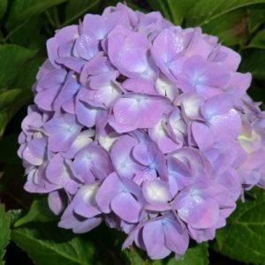 Гортензия крупнолистная Гартенбаудиректор Кюхнерт (Gartenbaudirektor Kuchnert)