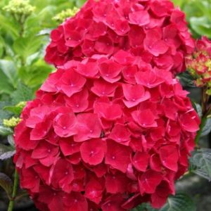 Гортензия крупнолистная Хот ред (Hot Red)