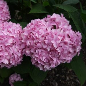 Гортензия крупнолистная Семперфлоренс (Semperflorens)
