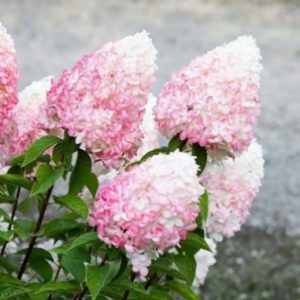 Гортензия метельчатая Литл Блоссом (Little Blossom)