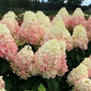 Гортензия метельчатая Мэджикал Свит Саммер (Magical Sweet Summer)