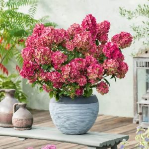 Гортензия метельчатая Петит Черри (Petite Cherry)