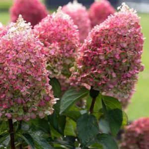 Гортензия метельчатая Распберри Пинк (Raspberry Pink)