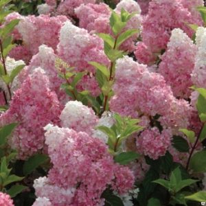 Гортензия метельчатая Ванилла Фрайз (Vanille Fraise)