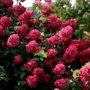 Гортензия метельчатая Вимс ред (Wims Red)