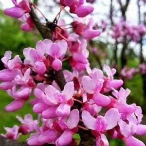 Магнолия Церцис канаденсис (Cercis canadensis)