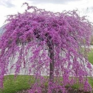 Магнолия Церцис канаденсис Каскейдинг Хартс (Cercis canadensis `Cascading Hearts`)
