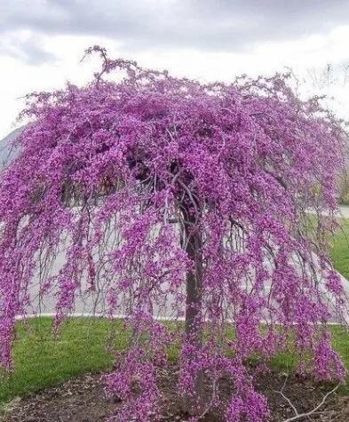 Магнолия Церцис канаденсис Каскейдинг Хартс (Cercis canadensis `Cascading Hearts`)