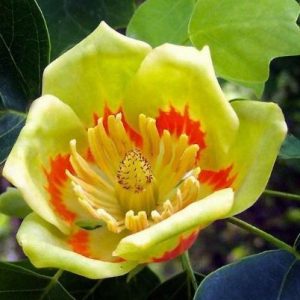 Магнолия Лириодендрон (Liriodendron)