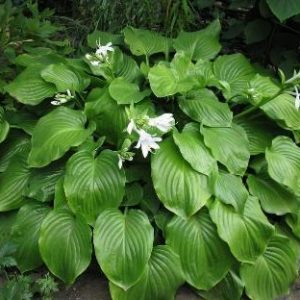 Хоста Плантагинеа (Plantaginea)