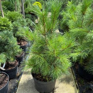 Сосна Кедровая (pinus Cembra)