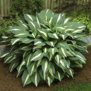 Хоста Уайт Бикини