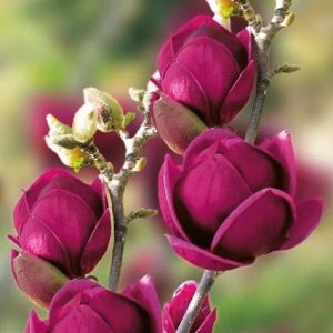 Магнолия Cуланжеана Джини (MAGNOLIA X SOULANGEANA Genie)