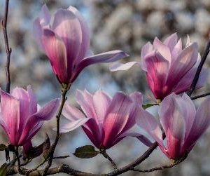 Магнолия Суланжеана Галакси (MAGNOLIA X SOULANGEANA Galaxy)