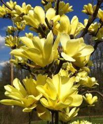 Магнолия Суланжеана Йеллоу Лантерн (MAGNOLIA X SOULANGEANA Yellow Lantern)