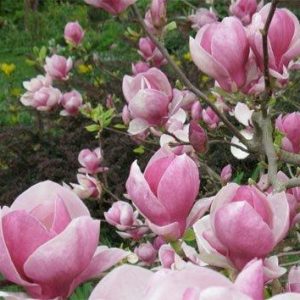 Магнолия Суланжеана Вайнлайт (MAGNOLIA X SOULANGEANA Winelight)